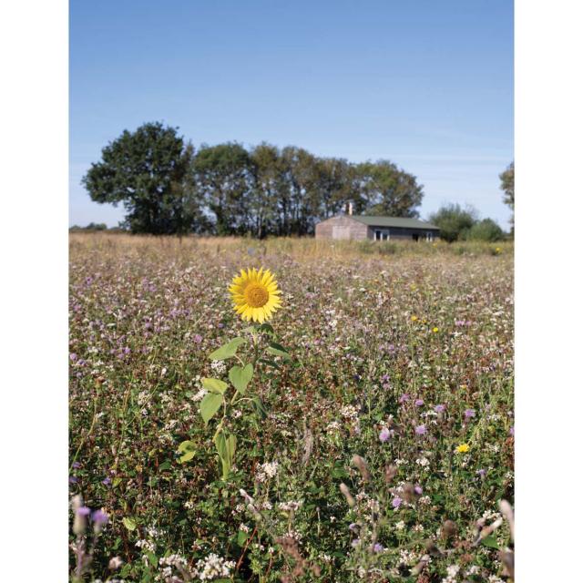 flower in field